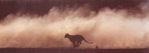 LÖWEJAGD-a.JPG (6845 Byte)